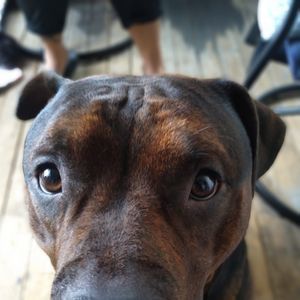 Meet your Posher, Joe